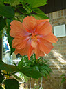 P1020525