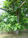 P1090909
