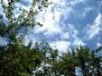 clouds