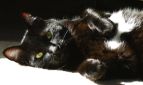 lounging black kitty