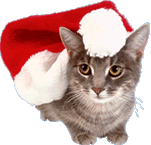 Santa Cat