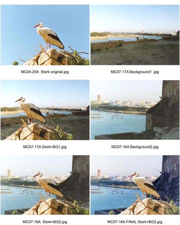 04-Exercise03-selections-stork